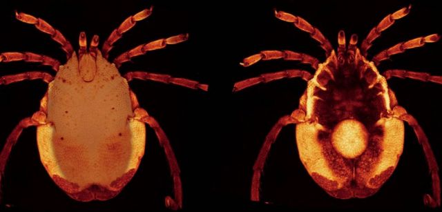 Ejemplar de ácaro / Imagen: SINC Ejemplar de ácaro / Imagen: SINC