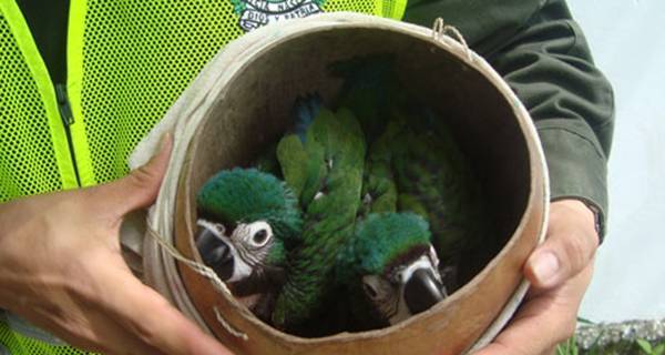 Aves confiscadas en la operación 'Cage' / Foto: INTERPOL