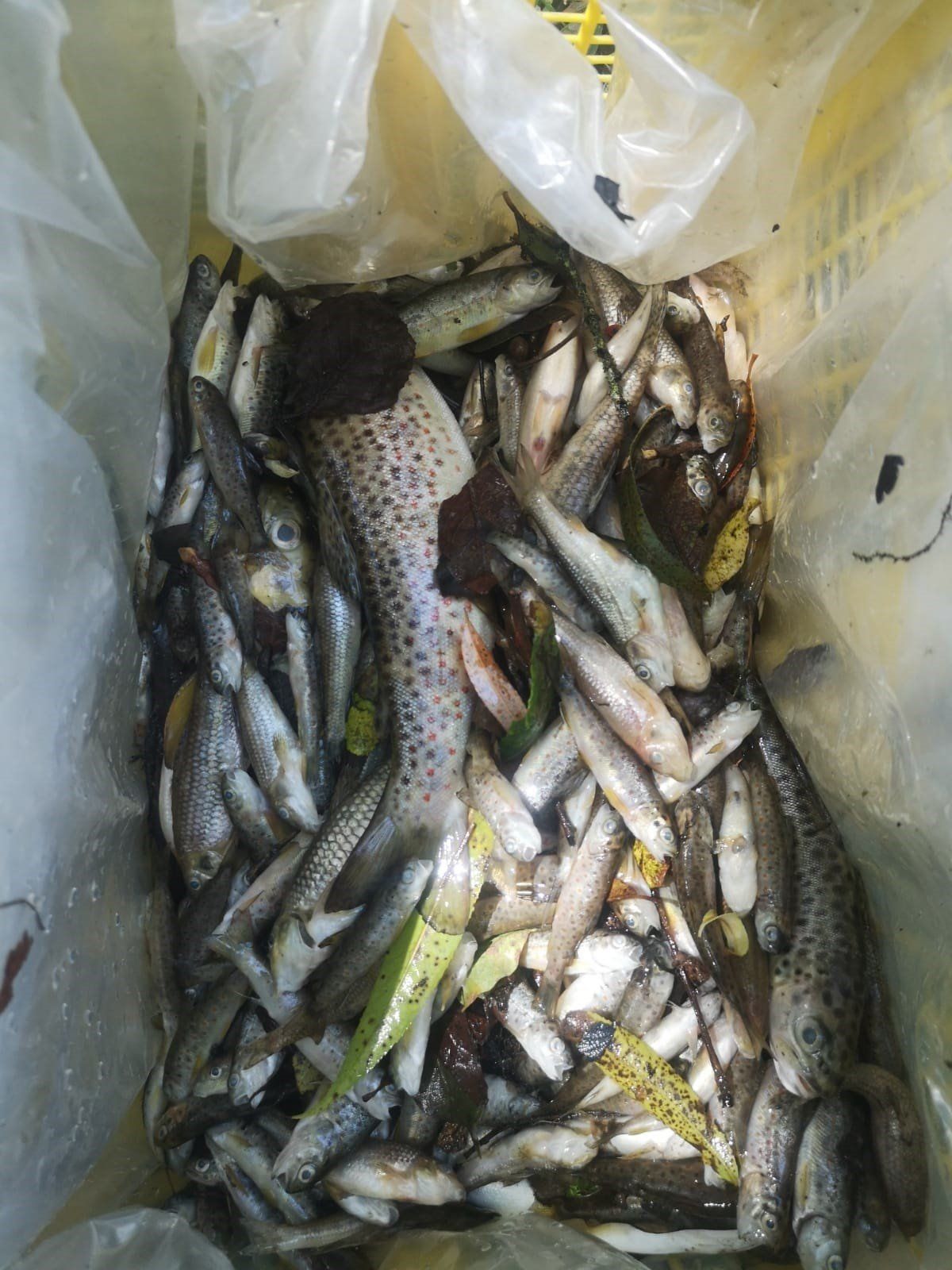 Peces muertos por el vertido en el río Barbañica en Ourense / Foto: EP