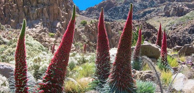 El tajinaste rojo ('Echium wildpretii'), endémico de la isla de Tenerife. / Foto: EA