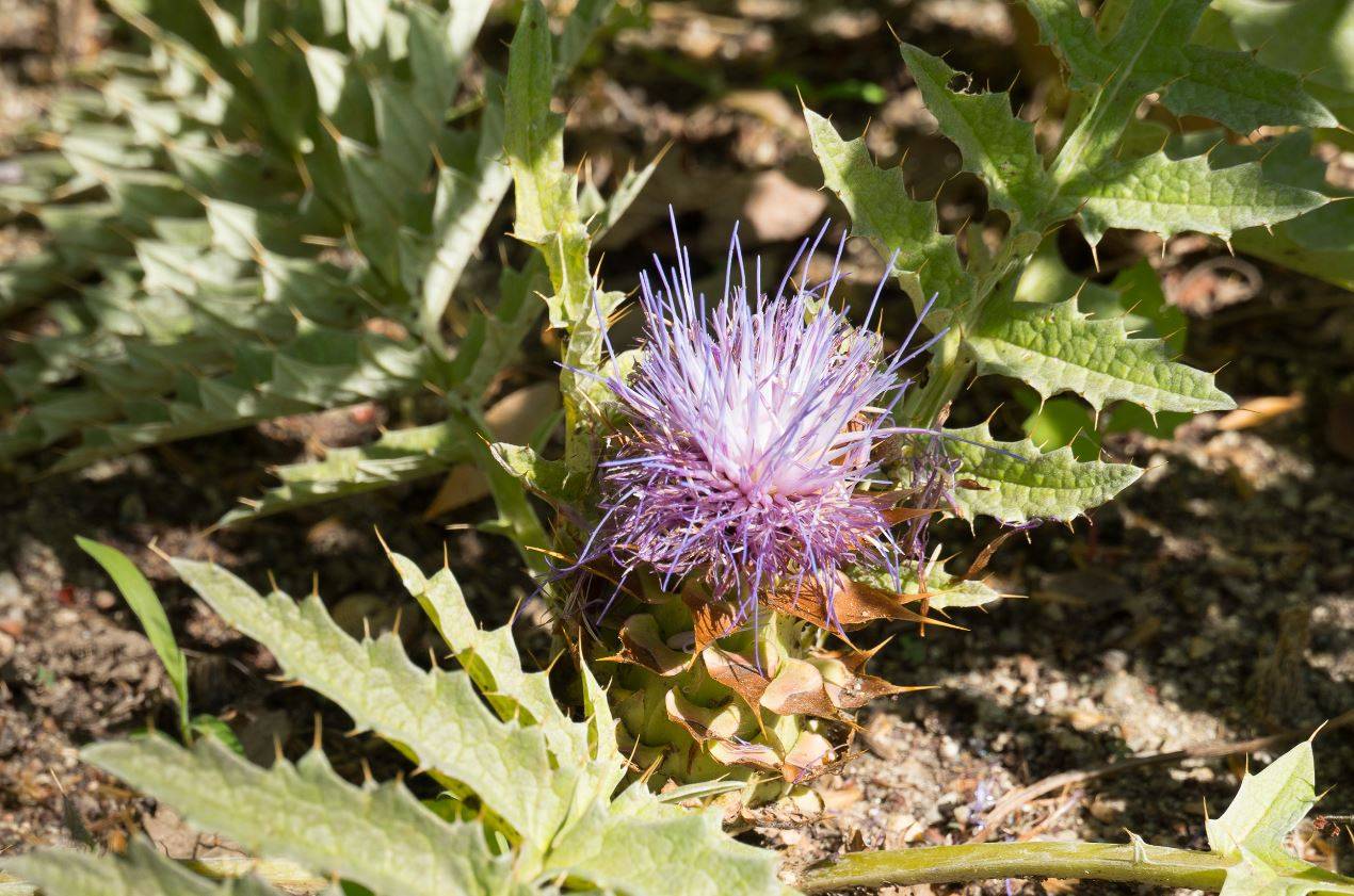 Ejemplar de 'Cynara tournefortii', en peligro de extinción, ha florecido en el Real Jardín Botánico / Foto: Sinc