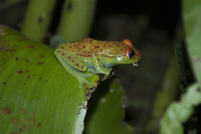 'Boana punctata', una pequeña rana verde amarillenta que mide entre 3 y 4 centímetros. Una nueva proteína explica las bases moleculares de su camuflaje  / Foto: Dicyt