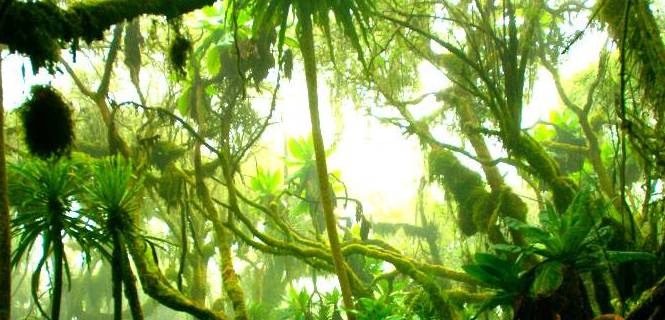 Bosque de las laderas del monte Rwenzori, entre Uganda y la RD del Congo. Bosques tropicales / Foto: Guenter Guní