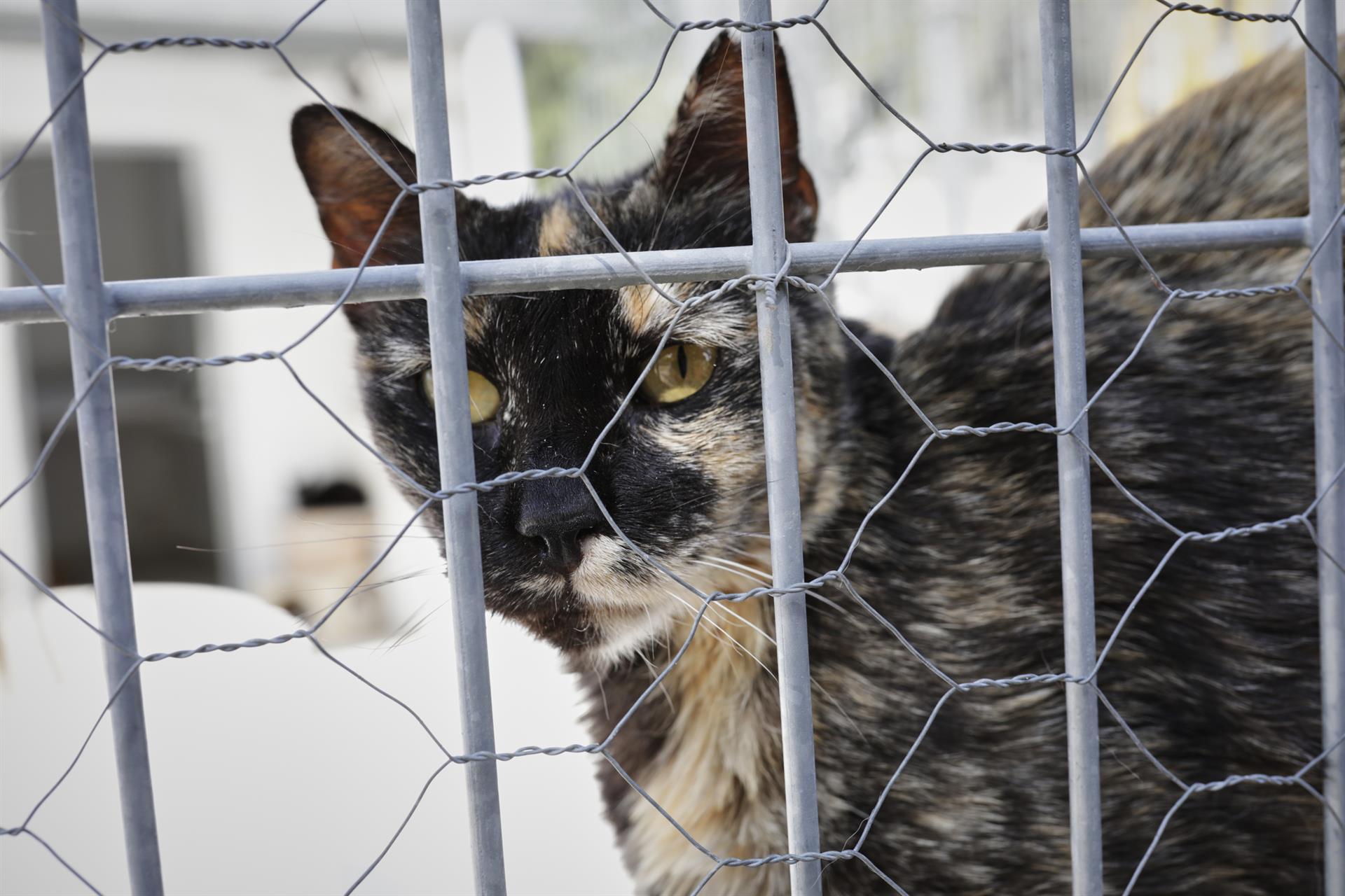 Un gato observa por la verja de las instalaciones adecuadas del albergue San Francisco de Asis de la Sociedad Protectora de Animales y Plantas de Madrid / Foto: EP