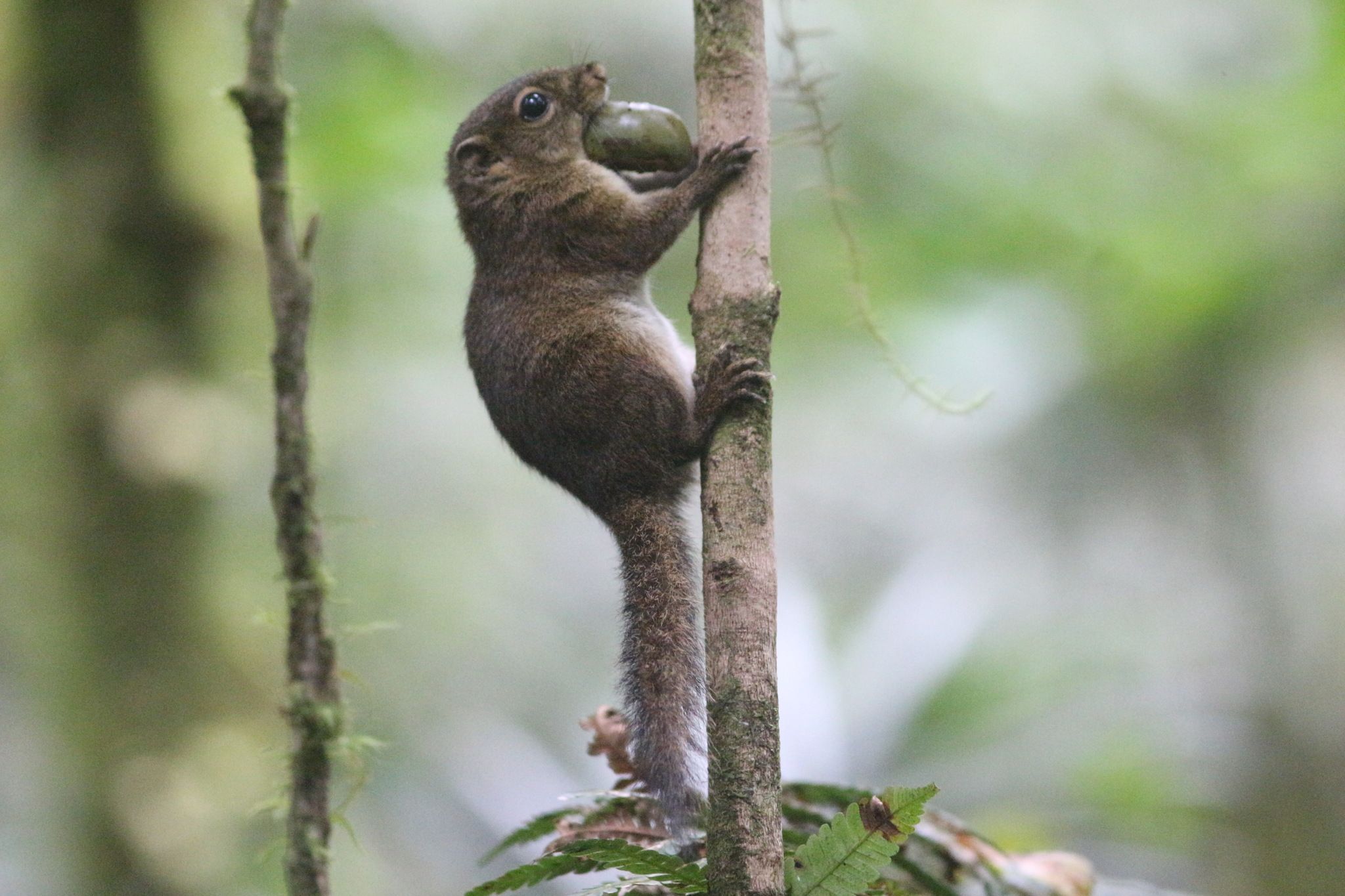 Ardilla (Sundasciurus) endémica de la región de Sonda (Malasia e Indonesia) y Filipinas / Foto: Dicyt