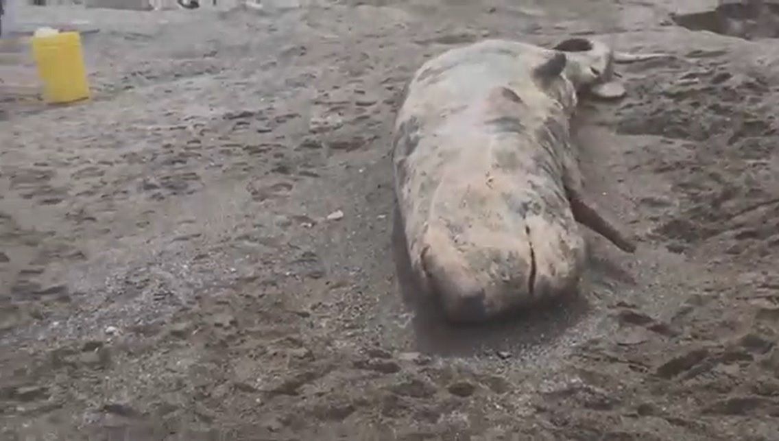 Un cetáceo varado en una costa italiana / Foto: Greenpeace