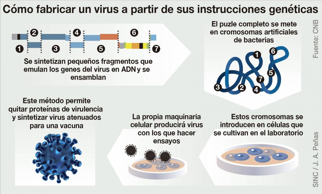 Sintetizar el coronavirus