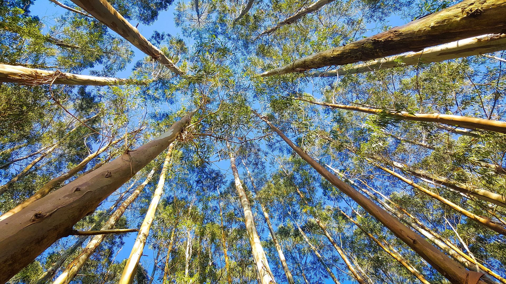 Plantación de eucaliptos, País Vasco  /  Foto: Pixabay