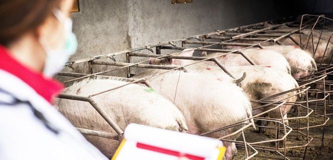 Los científicos han conseguido mayores camadas de lechones / Foto: Dusanpetkovic