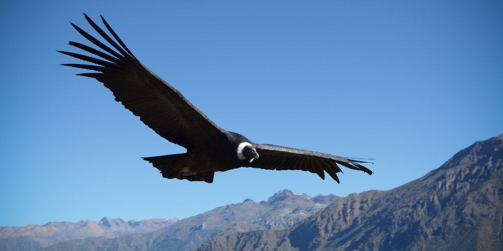 El cóndor andino ('Vultur gryphus') es la especie de ave carroñera más grande del mundo, el ave planeadora más eficiente / Foto: Wikipedia