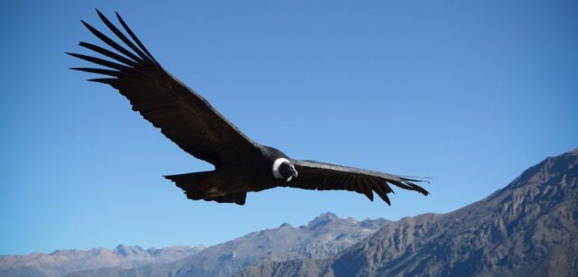 Cóndor andino: el arte de volar en las alturas