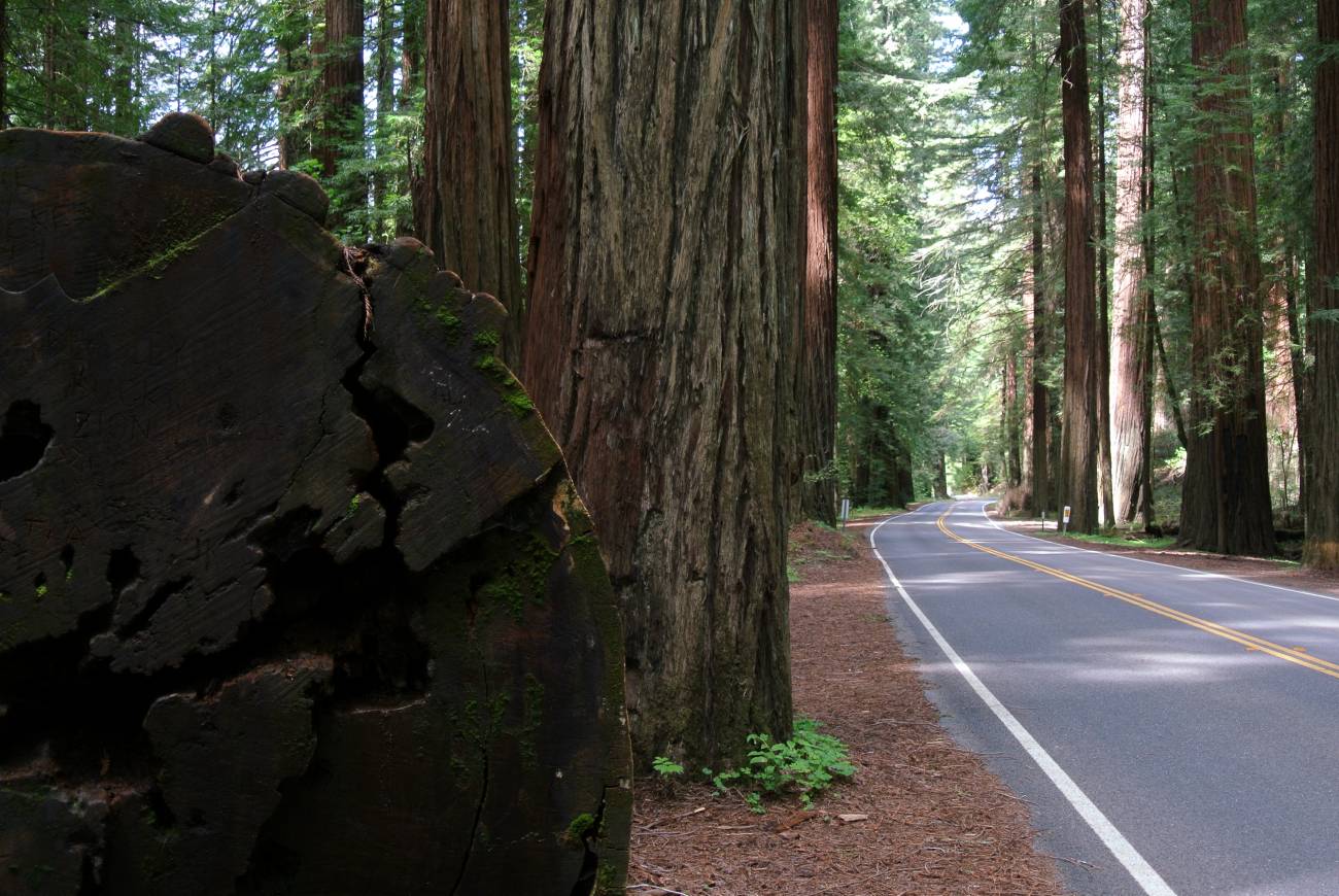 Varios ejemplares de 'Sequoia sempervirens', árboles muy longevos que pueden cumplir entre 2.000 y 3.000 años / Foto:  Wikipedia