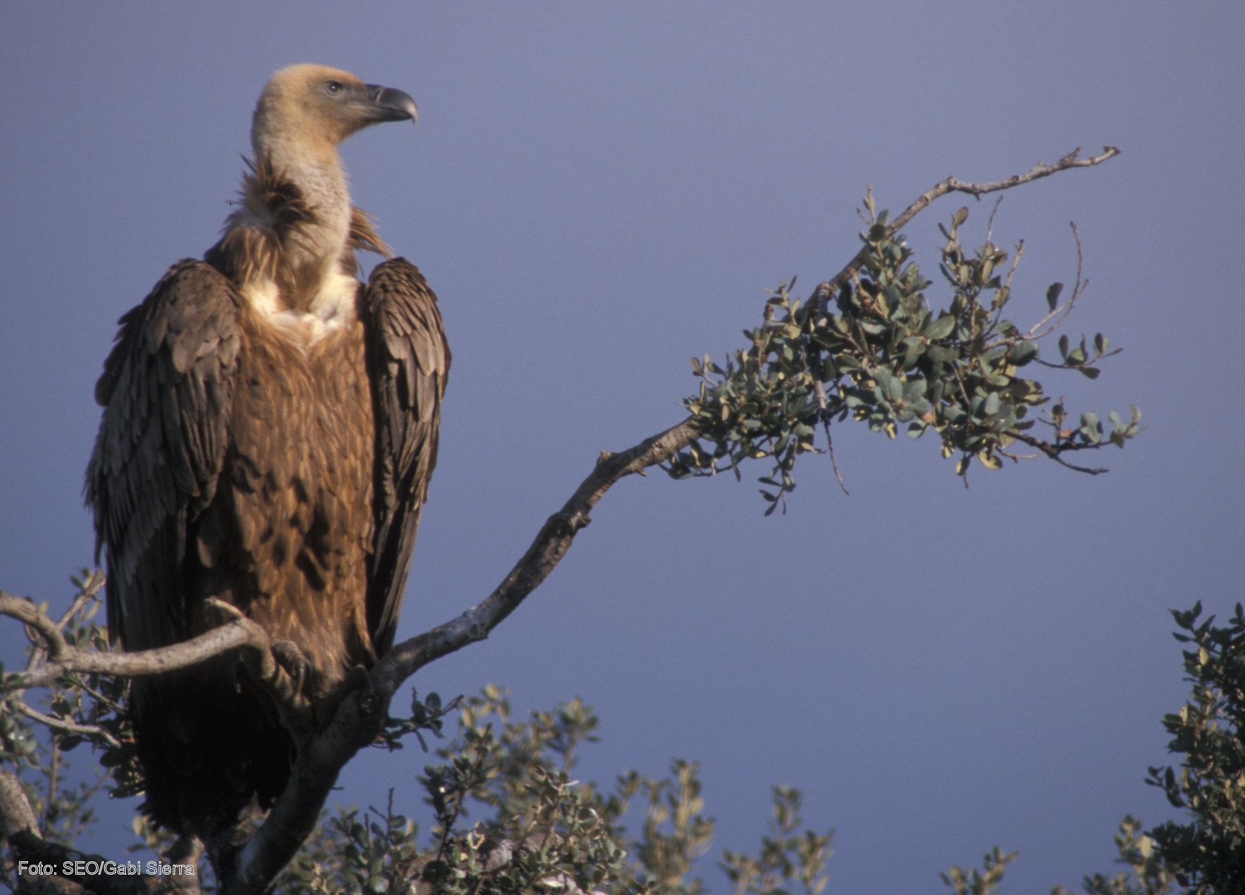 Ejemplar de buitre leonado / Foto: Dicyt