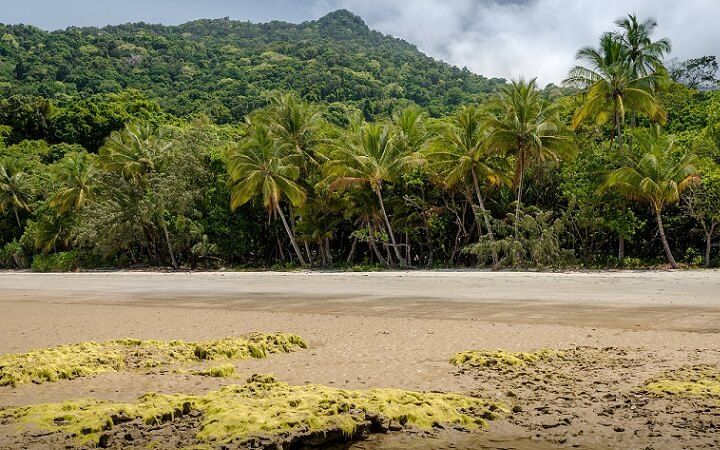  Bosque tropical Daintree / Foto: Wikipedia