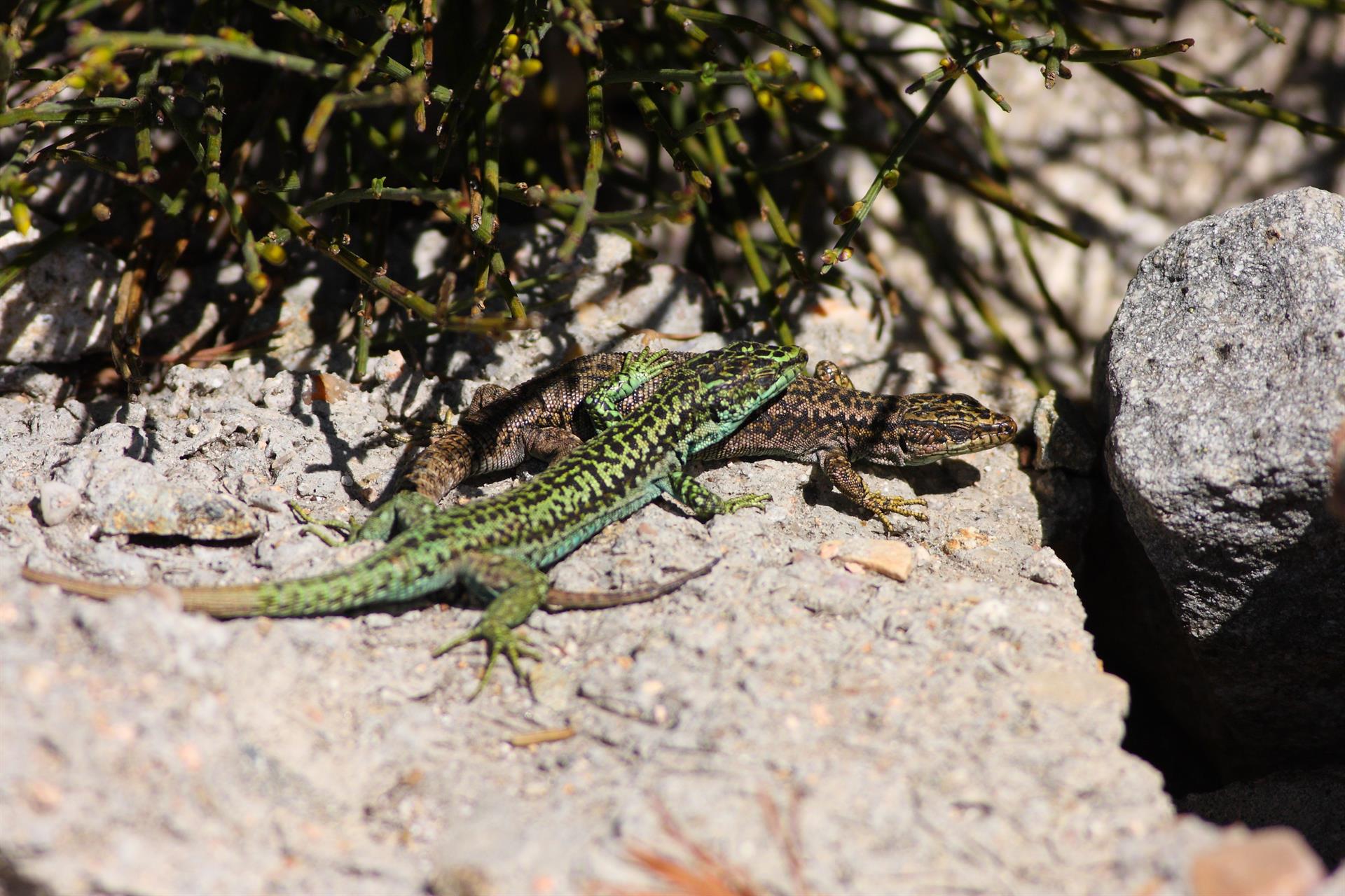 Una pareja de lagartijas carpetanas en la Sierra de Guadarrama en Madrid / Foto: EP