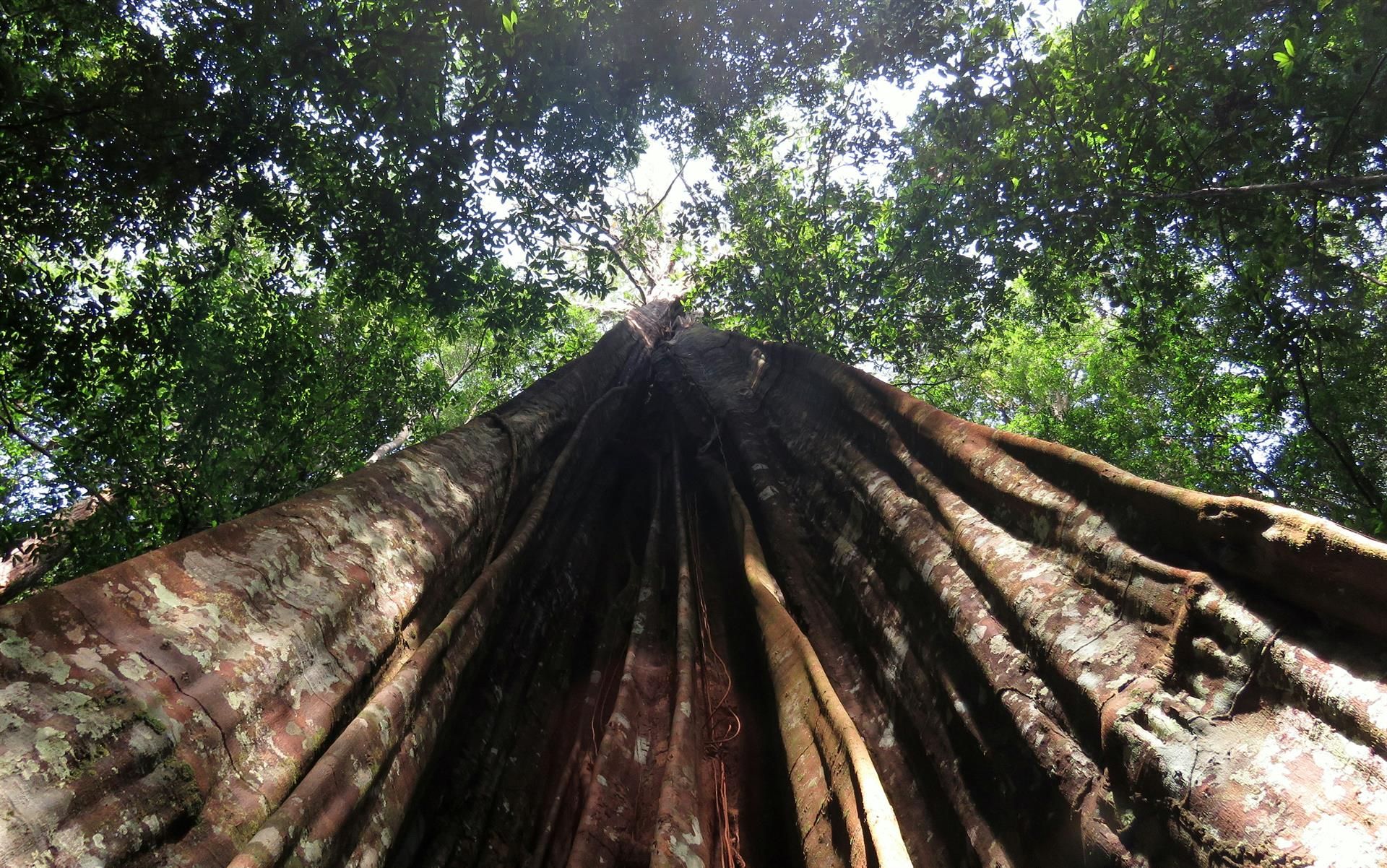 Uno de los ejemplares de árboles grandes del Amazonas / Foto: David Bartholomew