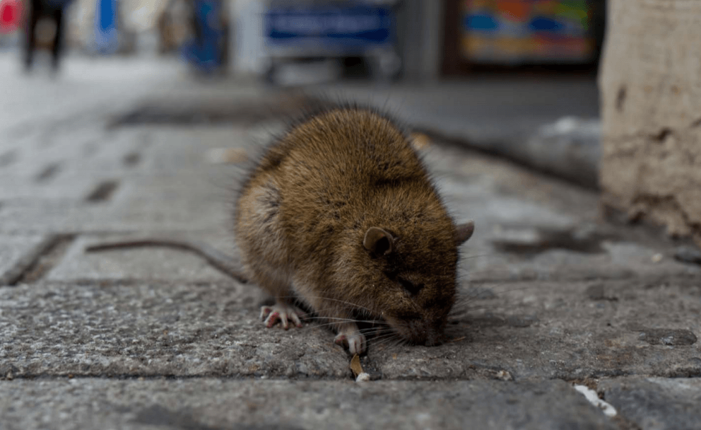 Algunos vertebrados, como los roedores, pueden albergar huéspedes que provocan enfermedades humanas / Foto: Sinc