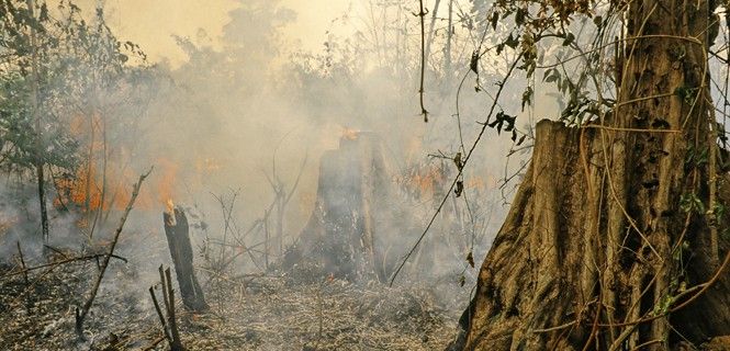 Un incendio en la selva amazónica en el norte de Brasil / Foto: Ric Aguiar