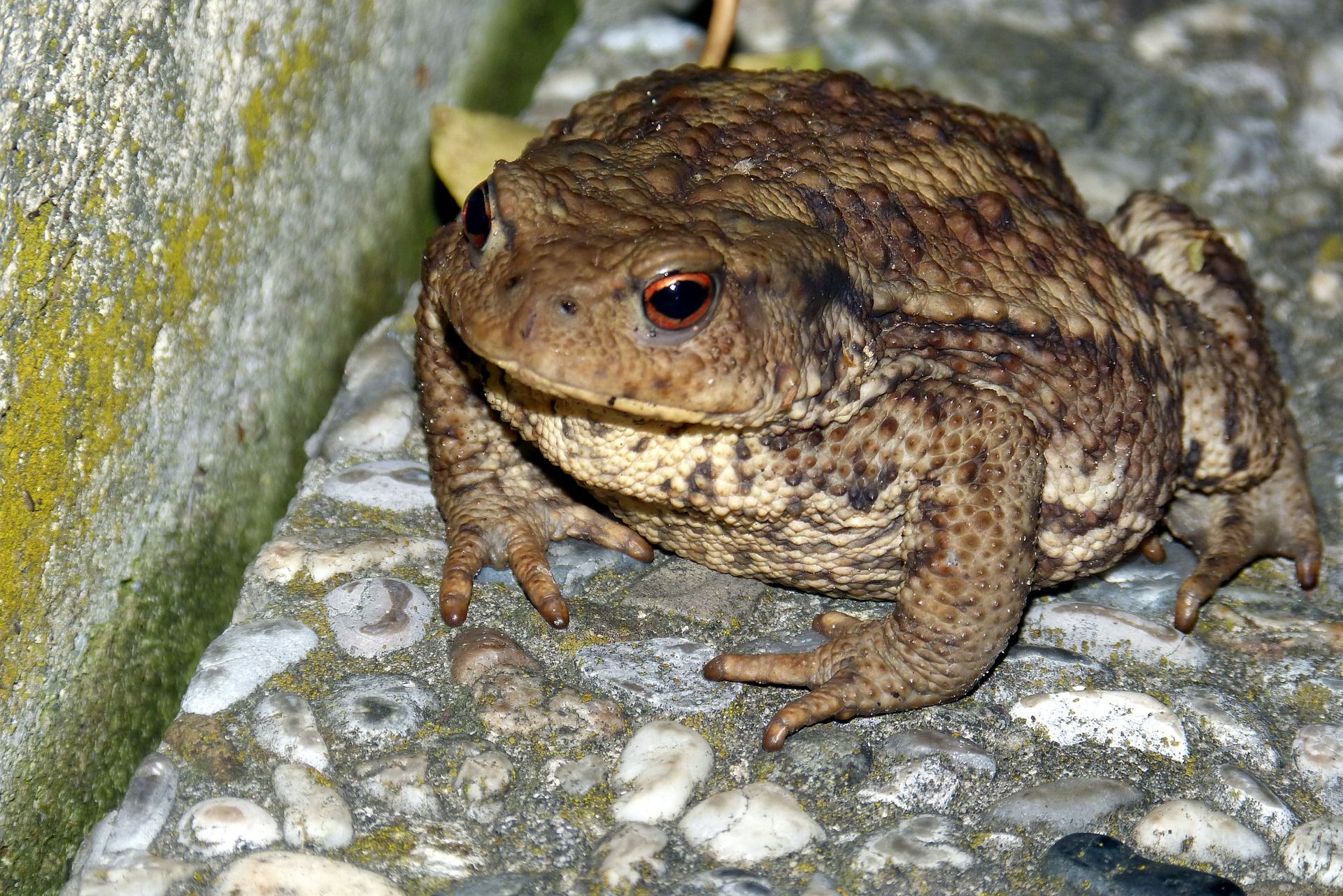 Ejemplar de sapo común, uno de los anfibios más estendidos / Foto: Pixabay