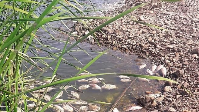 Ejemplares de carpines muertos por el calor en el río Guadiana, Mérida / Foto: EP