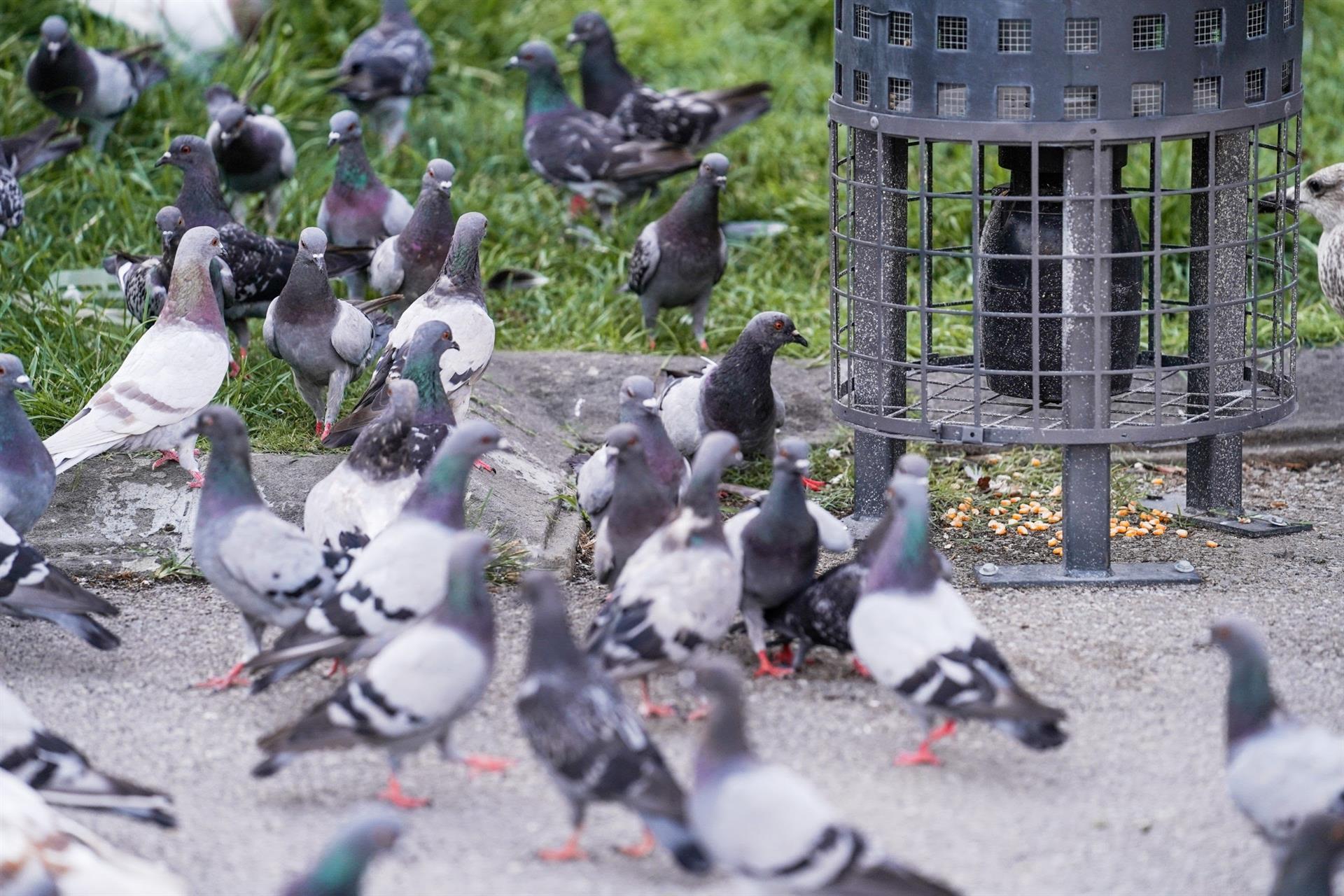 Palomas en la plaza Catalunya de Barcelona junto al dispensador de maíz con nicarzabina / Foto: EP