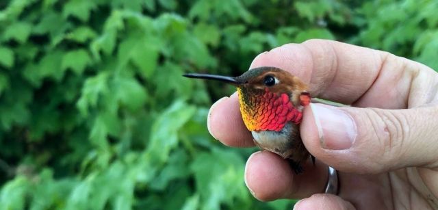 Colibrí rufo macho / Foto: Josee Rousseau, OSU - SINC