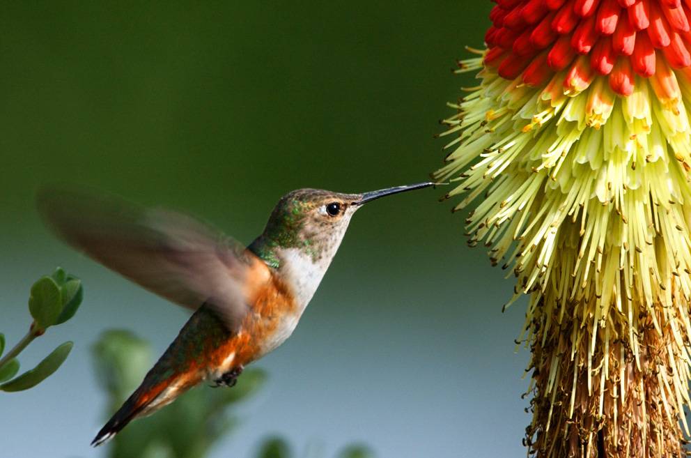 Un colibrí alimentándose del néctar de una flor / Foto: Jim Livaudais - SINC