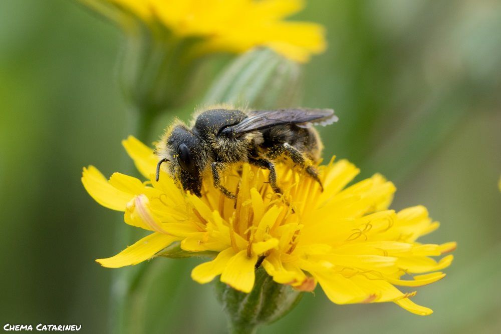Una abeja durante la polinización / Foto: EP