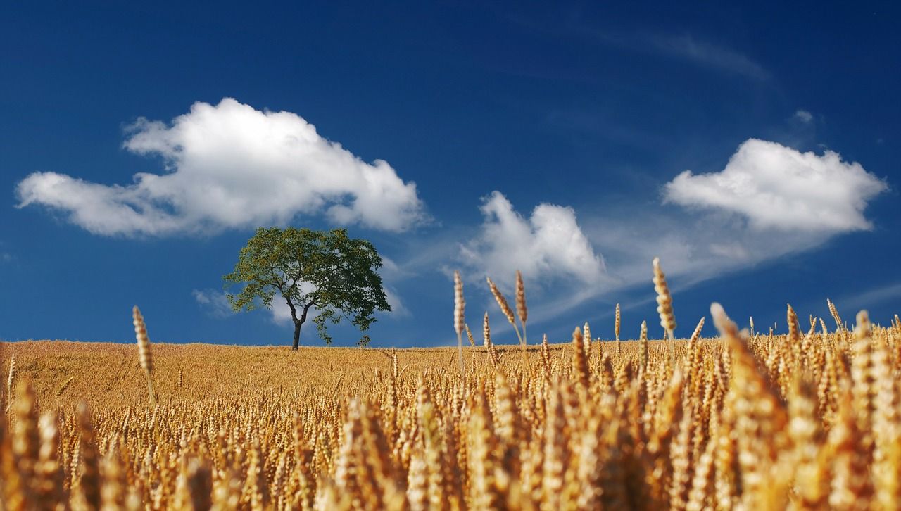 Cultivo de cereales que usan la fotosíntesis para alimentarse, crecer y desarrollarse / Foto: Pixabay