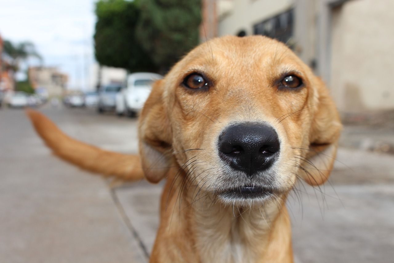 Un perro, animal de compañía, mira de frente a la cámara  que lo retrata / Foto: Fer Galindo - Pixabay