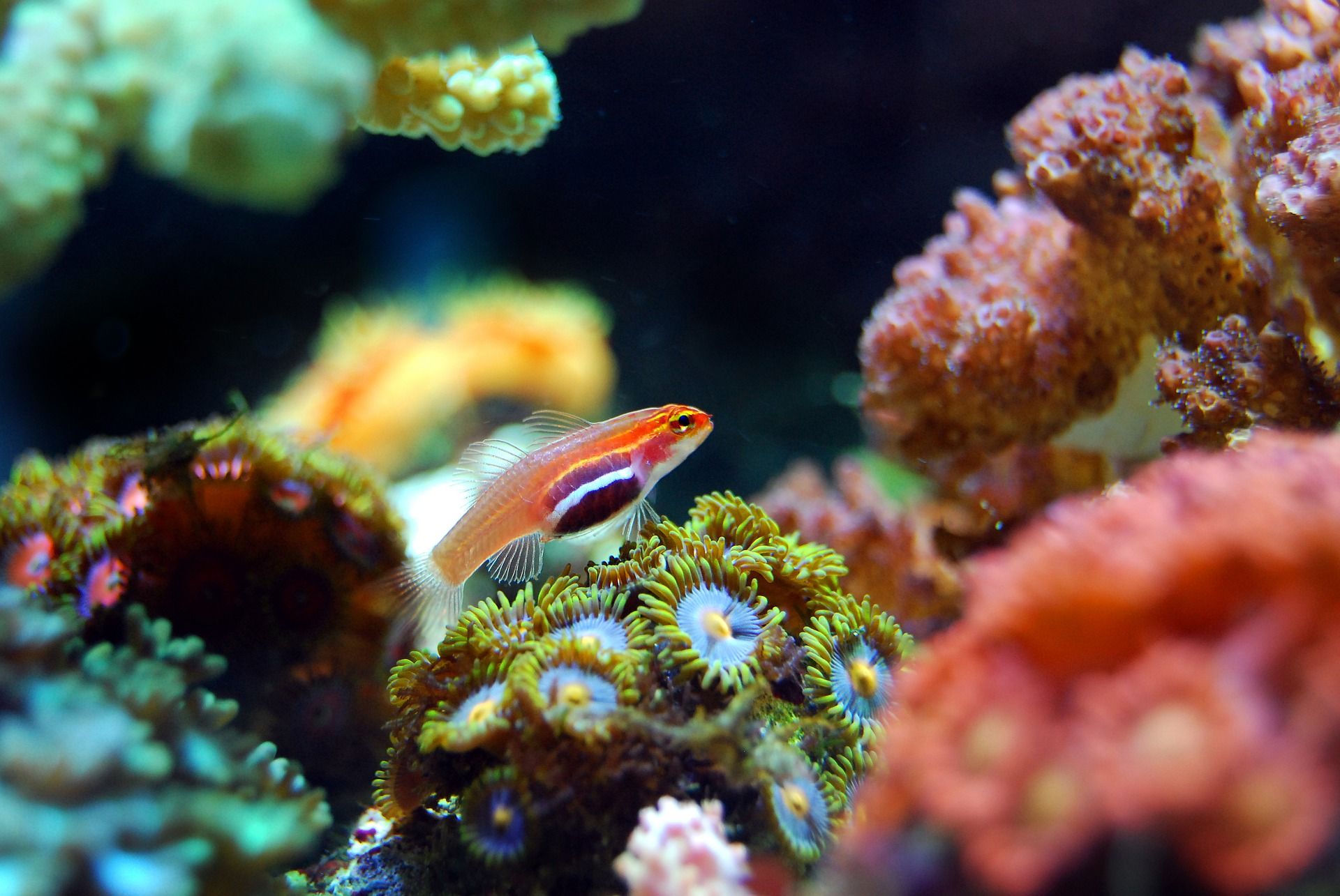 Arrecife de coral / Foto: Dicyt