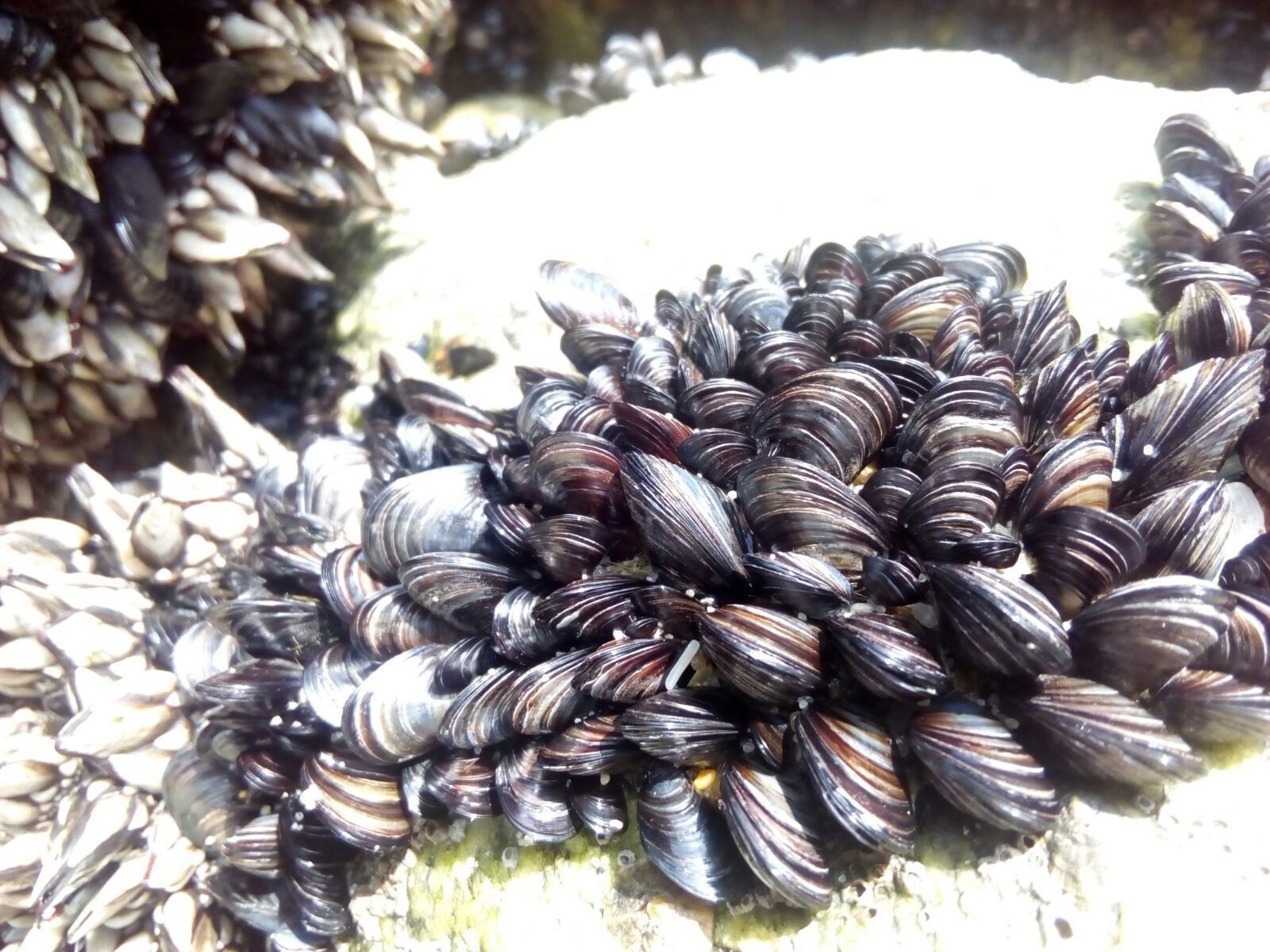 Observan daños genéticos provocados por nanoplásticos en mejillones / Foto: Mariana Teles - UAB