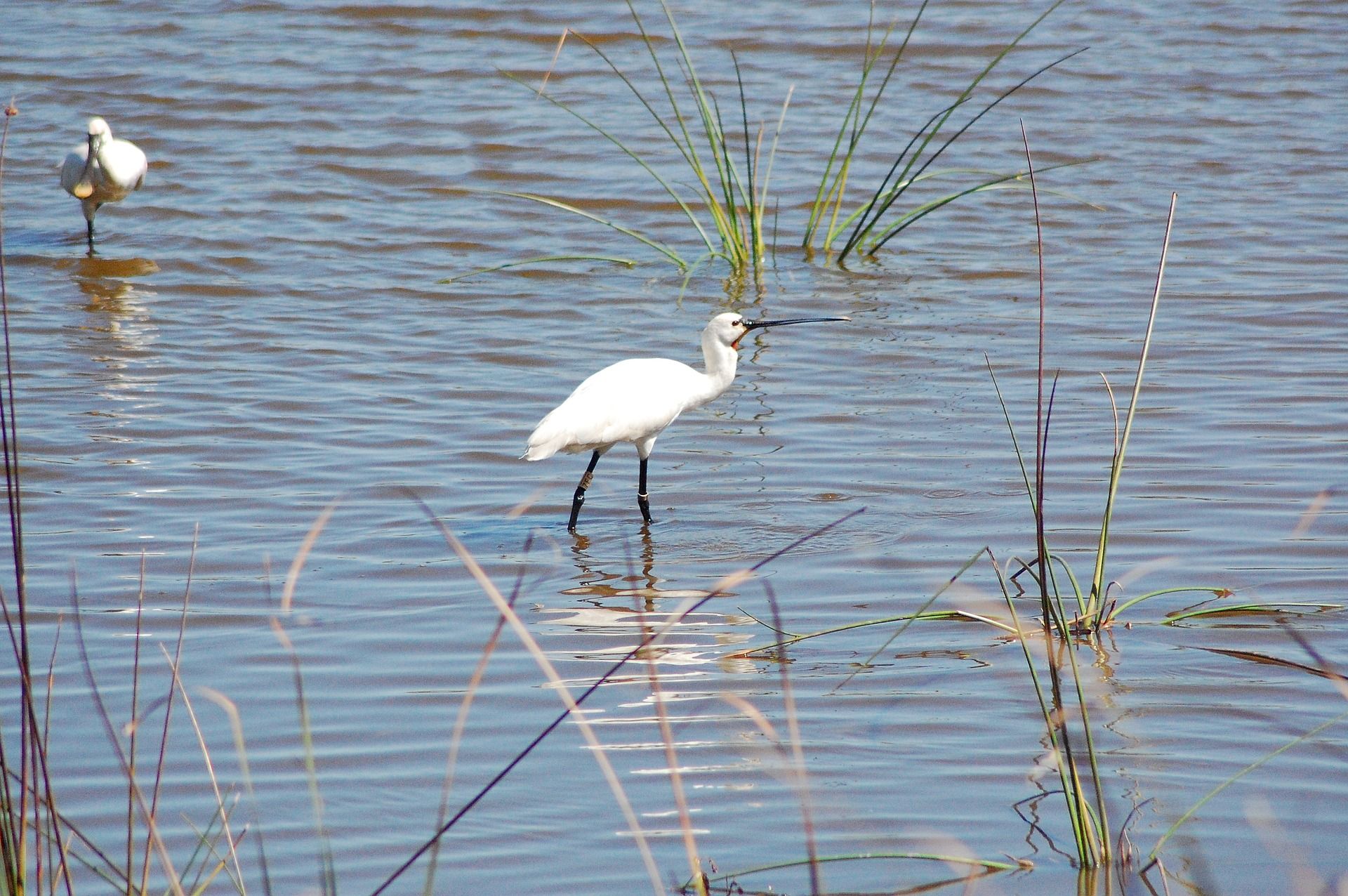 Aves en un humedal del Parque Nacional de Doñana / Foto: Pixabay