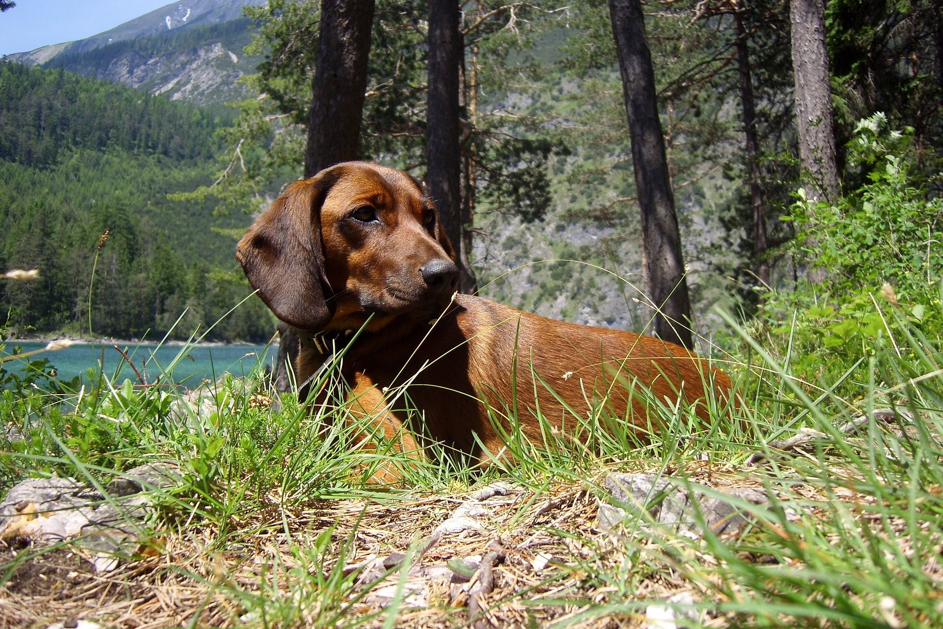 Ejemplar de perro utilizado habitualmente en la media veda para cazadores / Foto: Pixabay