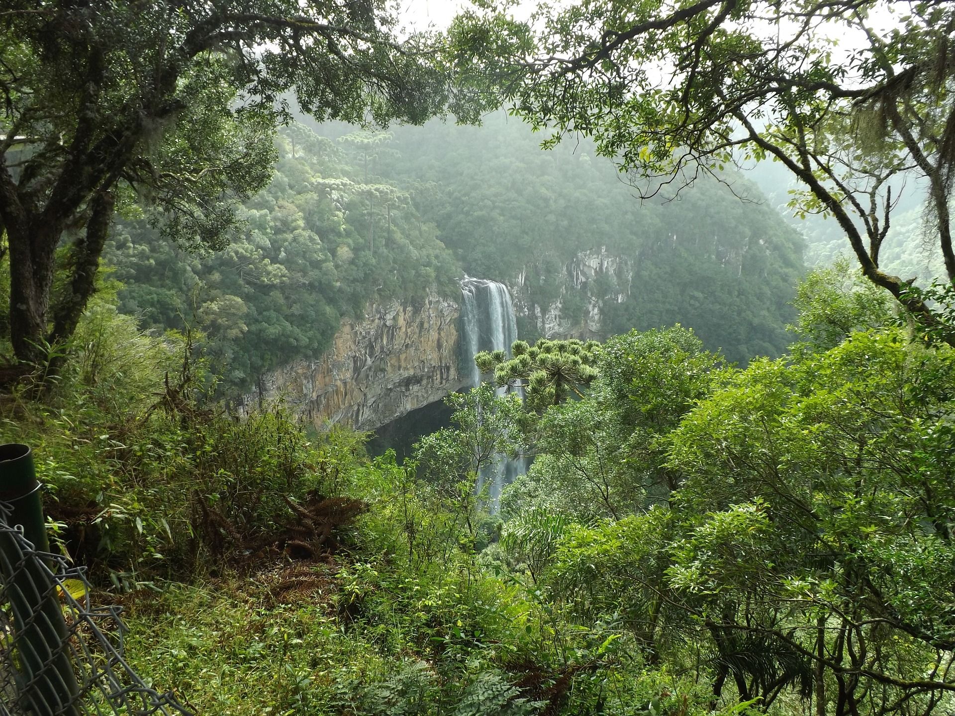 Los bosques actúan como importantes sumideros de carbono, ayudando a mitigar los efectos del cambio climático / Foto: Pixabay