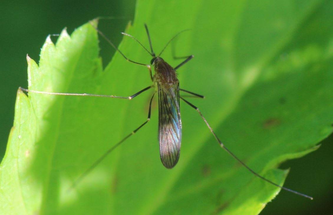 El mosquito 'Culex pipiens', principal vector del virus del Nilo Occidental junto al 'Culex perexiguus' / Foto: SINC