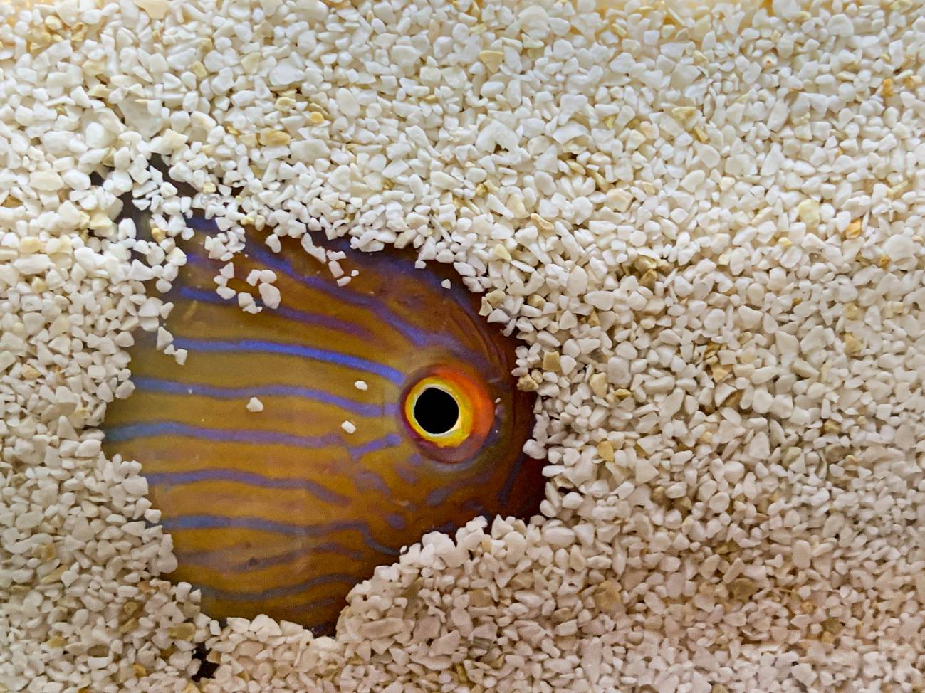 Uno de los peces raor en su hospedaje de reposo, las arenas de las aguas poco profundas de las Islas Baleares / Foto: Martina Martorell - SINC