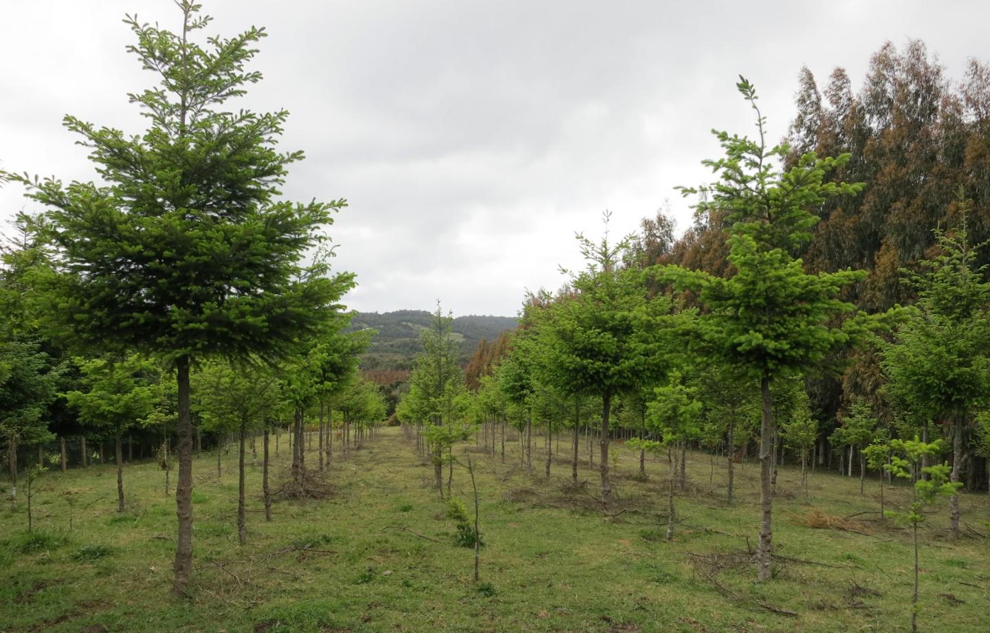 Plantación de árboles junto a un bosque / Foto: Dicyt