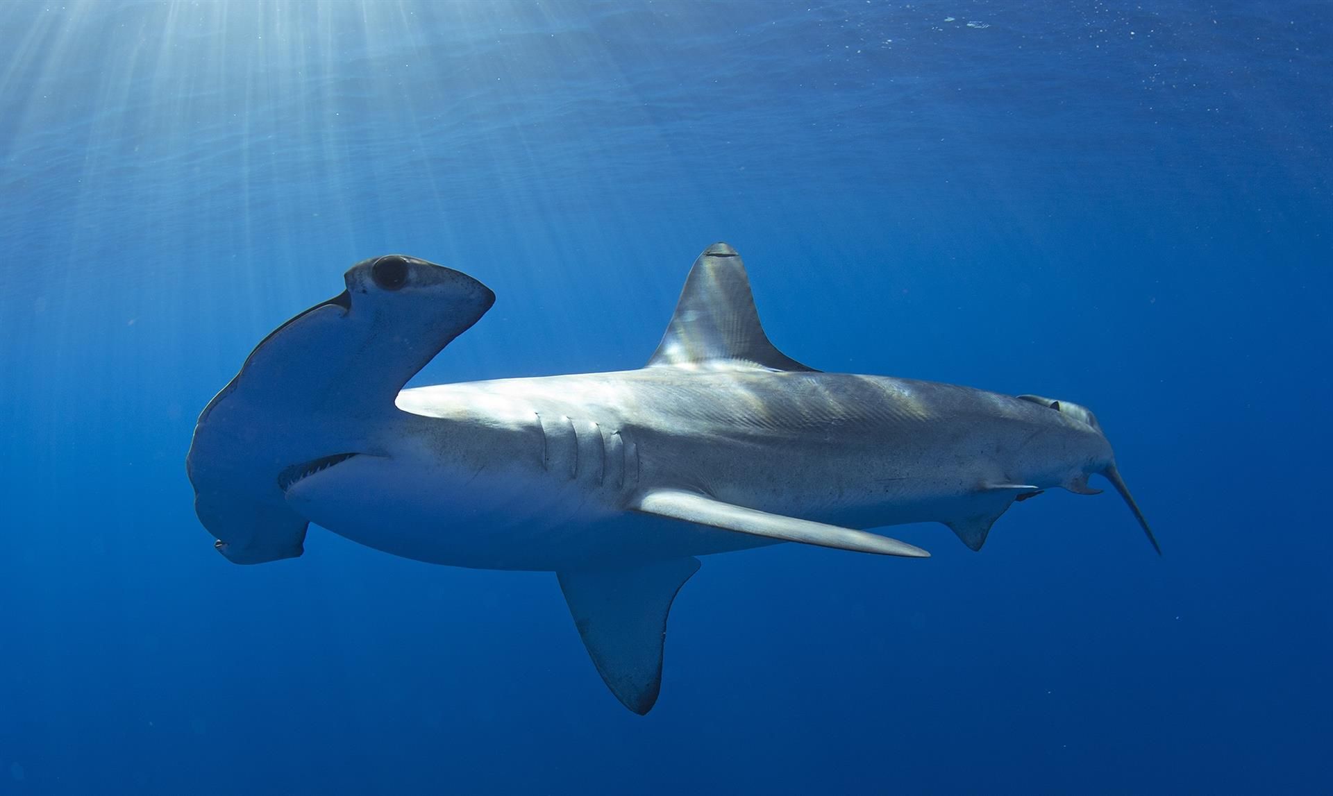 Ejemplar de tiburón martillo liso. Los de su especie se han desplazado unos 2.800 kilómetros hacia el norte debido al calentamiento global de los océanos / Foto: EP