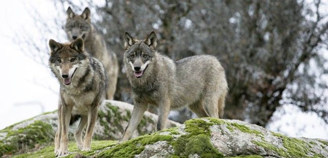 Ejemplar de Lobo ibérico, Ávila / Foto: Andrea Bohl - Pixabay