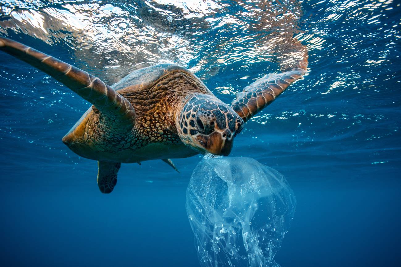 Un ejemplar de tortuga boba sostienen un residuo plástico con su hocico / Foto: Sinc