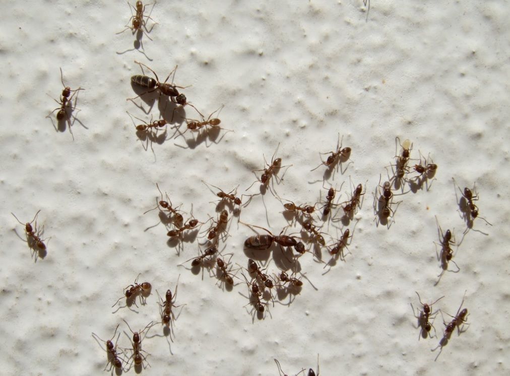 Ejemplares de hormiga argentina / Foto: Dicyt
