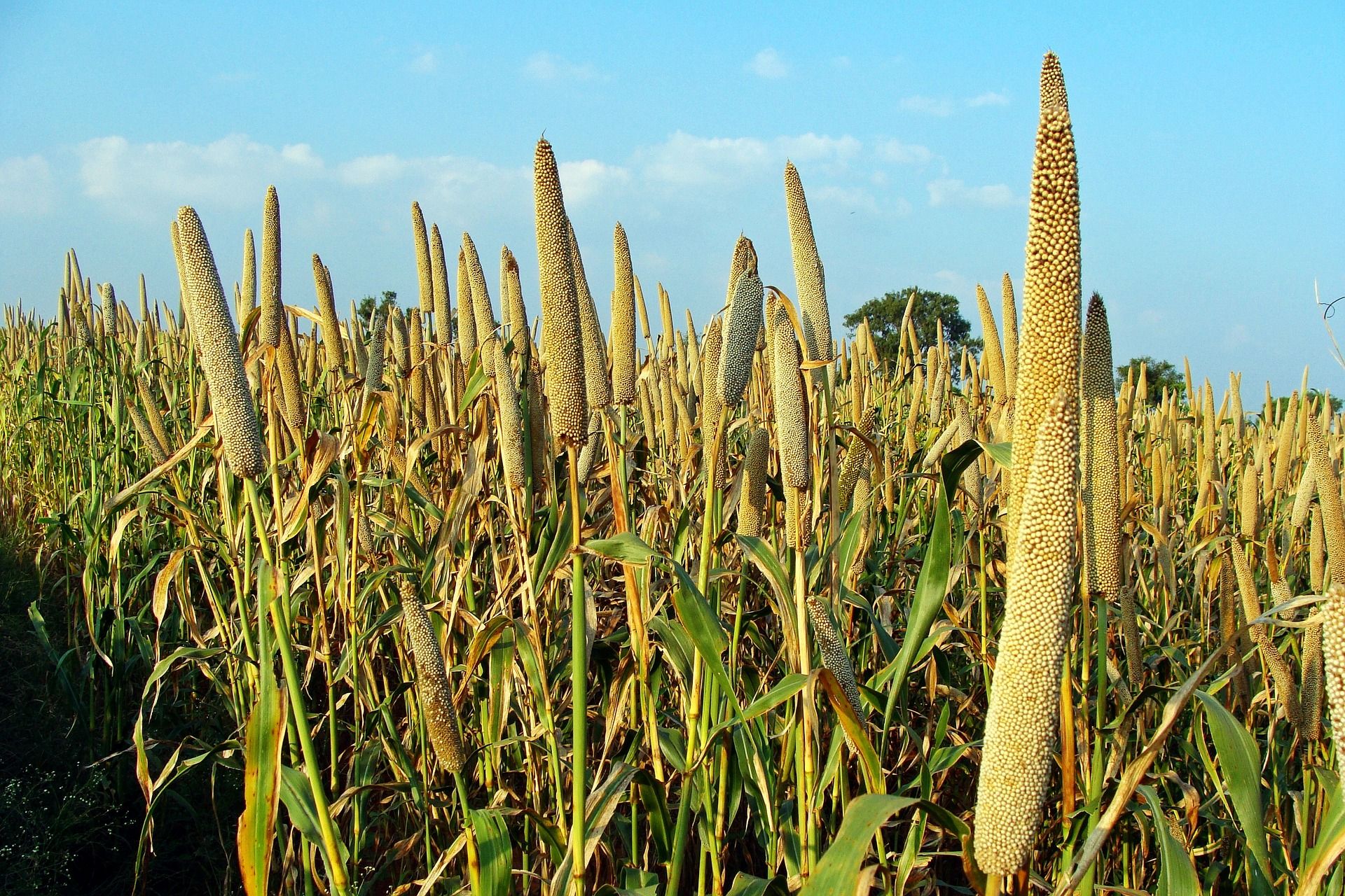 Espigas de mijo perla de un plantación / Foto: Pixabay