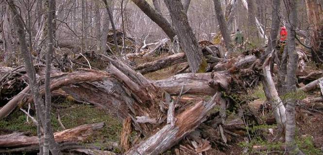 Masa forestal en descomposición / Foto: Nyu