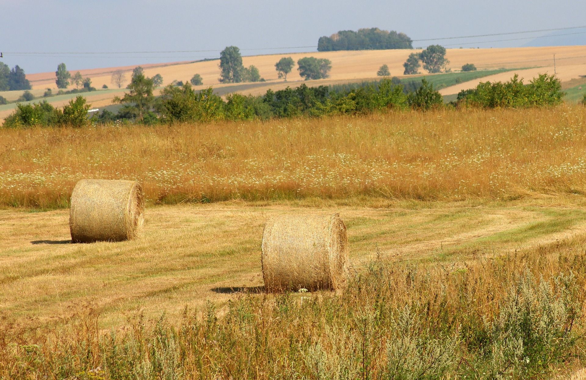 Balas de paja empacadas sobre campos agrícolas tras su siega / Foto: Pixabay
