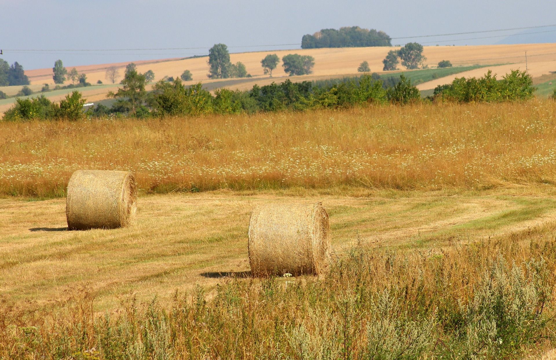 Balas de paja empacadas sobre campos agrícolas tras su siega / Foto: Pixabay