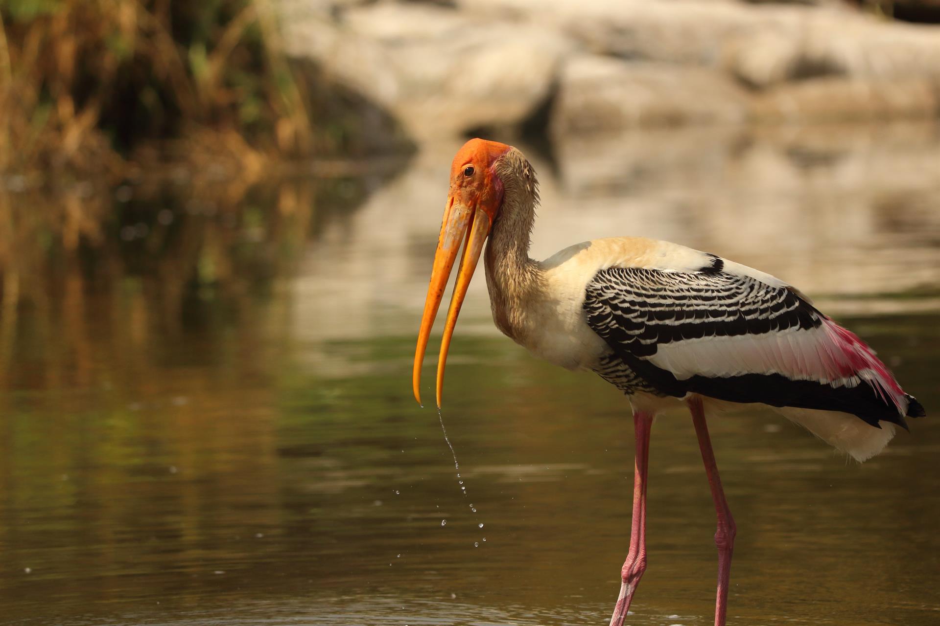 Cigüeña pintada, 'Mycteria leucocephala', uno de los animales de los humedales de las llanuras de los trópicos de Asia / Foto:  Saketh Upadhya