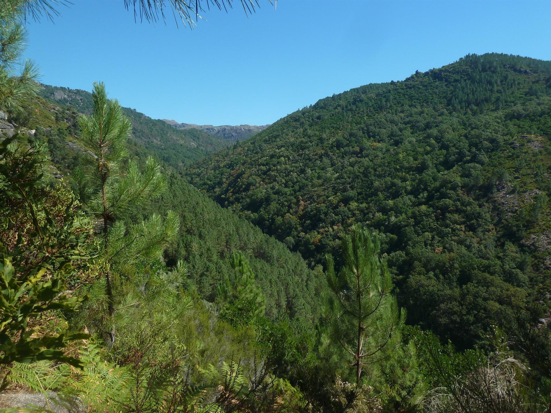 Reserva de la Biosfera Gerês- Xurés / Foto: Sergei Gussev, DEL CCBY - EP