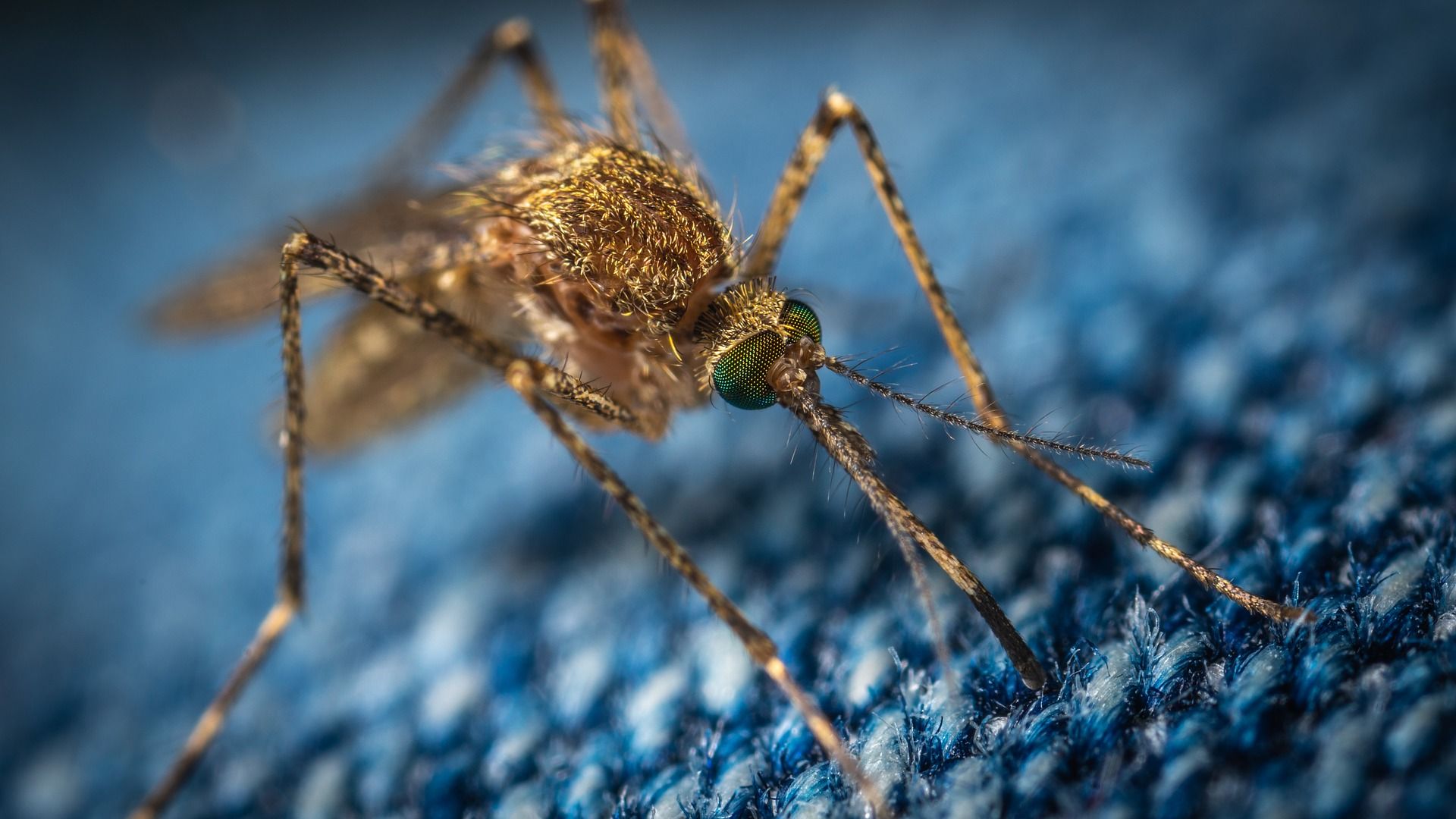 Mosquito, transmisor de enfermedades tan graves como la malaria o el dengue / Foto: Pixabay