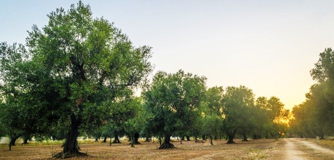 Un olivar en Apulia, región del sureste de Italia / Foto: Ladiras